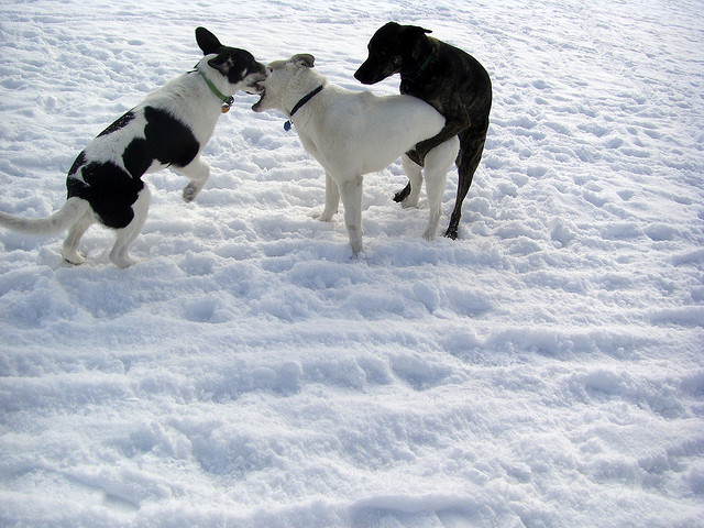 хозяйка с кобелем. доминирование у собак. социализированная собака. собака доминирует. доминирование собаки над собакой.