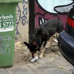 Собака подбирает мусор (c) http://www.flickr.com/photos/themachobox/