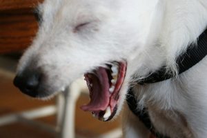 собака ест траву (c) sivmetavm, http://www.flickr.com/photos/yasooyamoo/