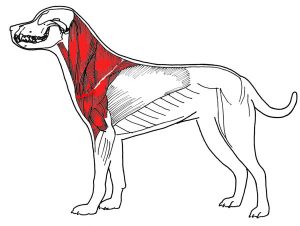 Вред ошейника для мышц собаки