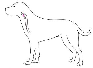 Вред ошейника щитовидной железе собаки