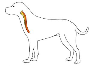Вред ошейника для трахеи и пищевода собаки