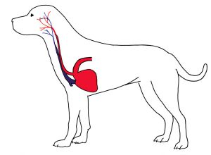 Вред ошейника симпатическим и парасимпатическим нервам собаки