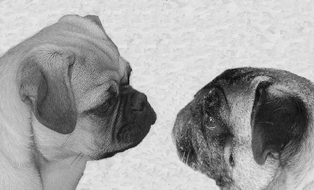 Современное состояние породы мопс и его популярность