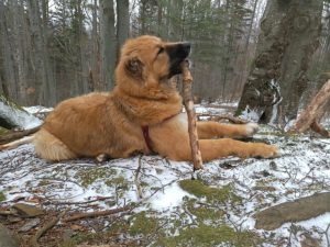 Занятие с кавказской овчаркой